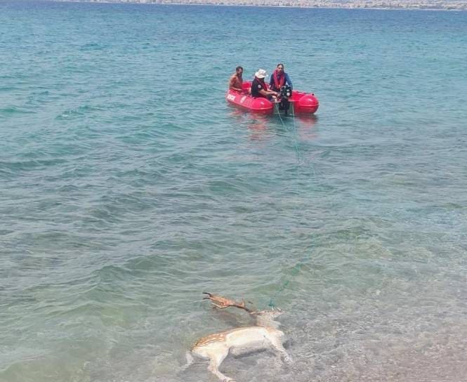 νεκρό ελάφι