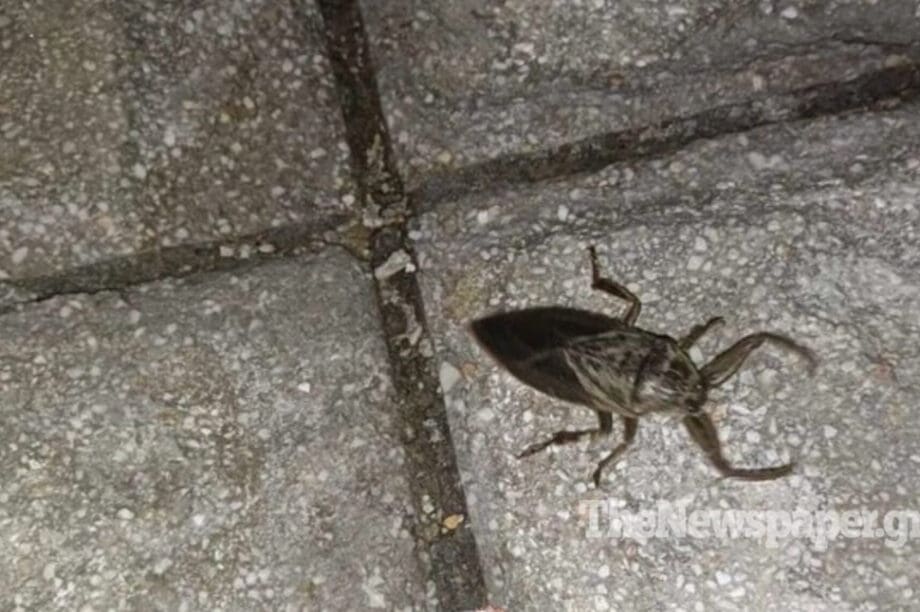 έντομο
