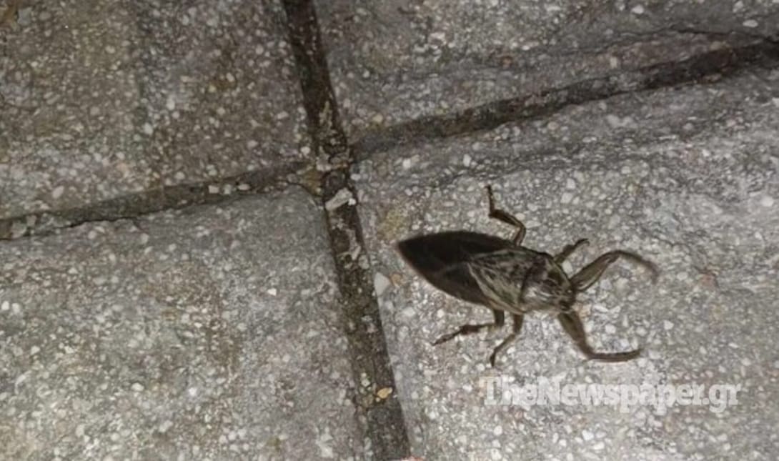 έντομο