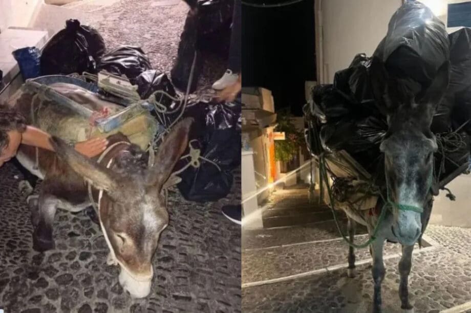 Γαϊδούρι Σαντορίνη