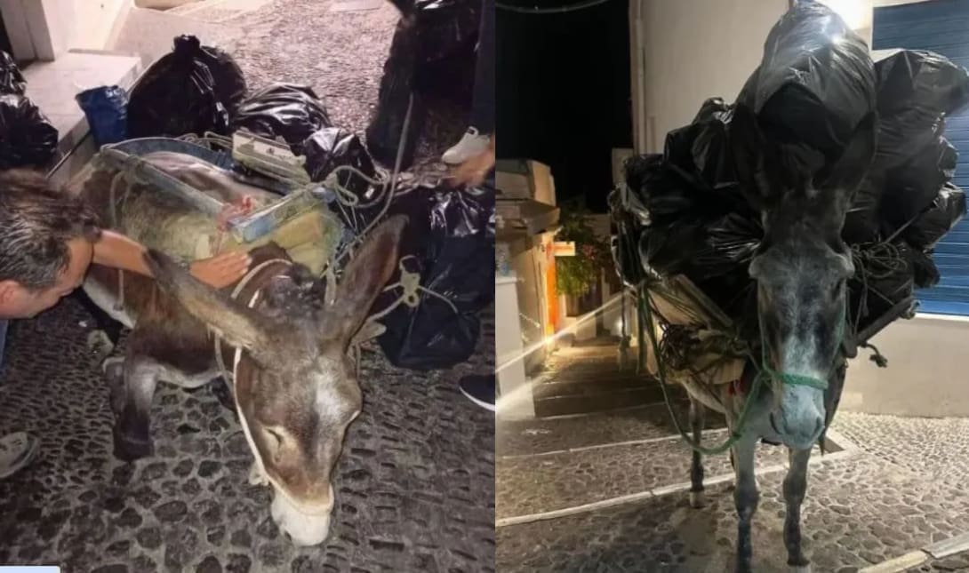Γαϊδούρι Σαντορίνη