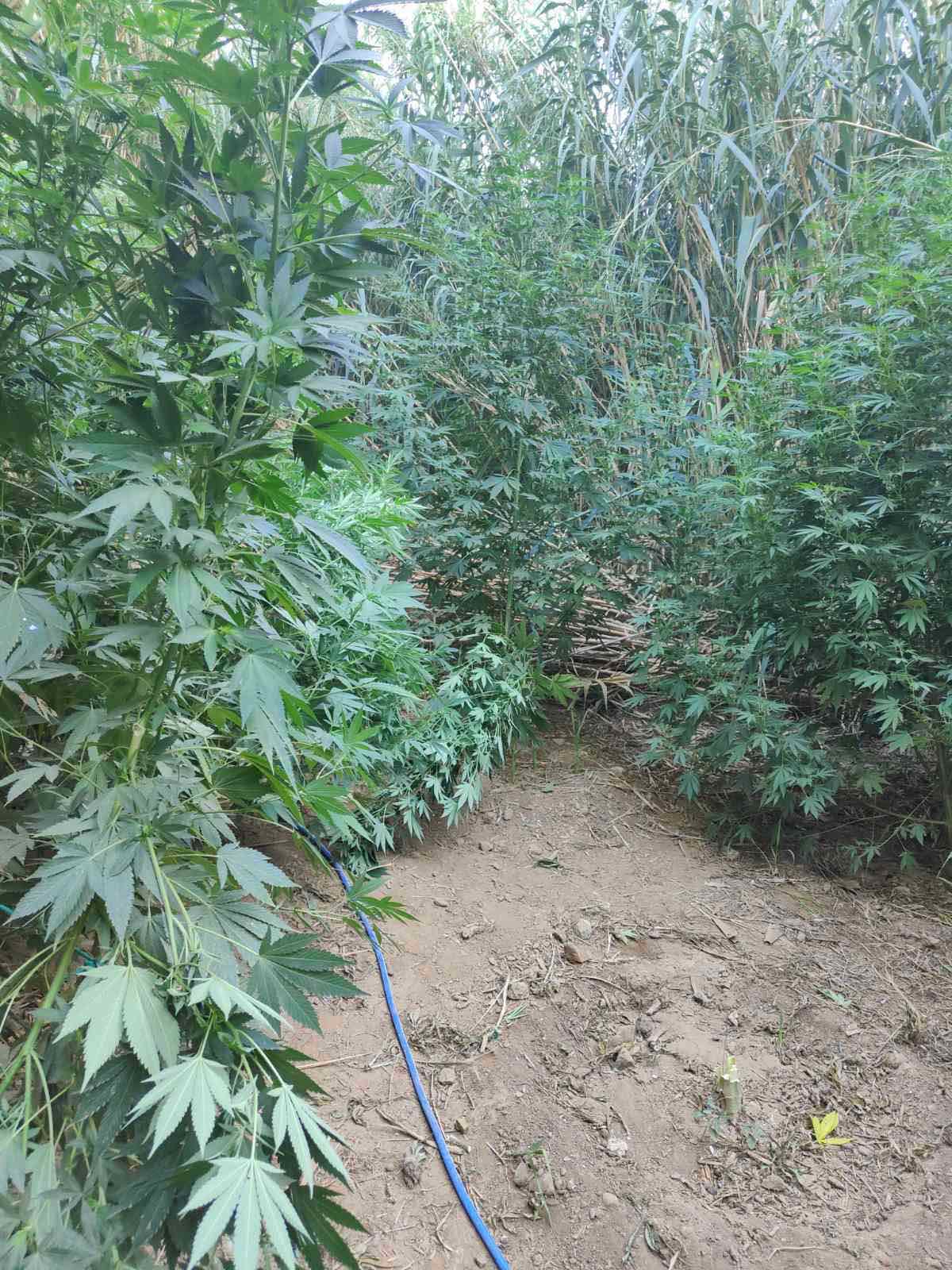 κάνναβη