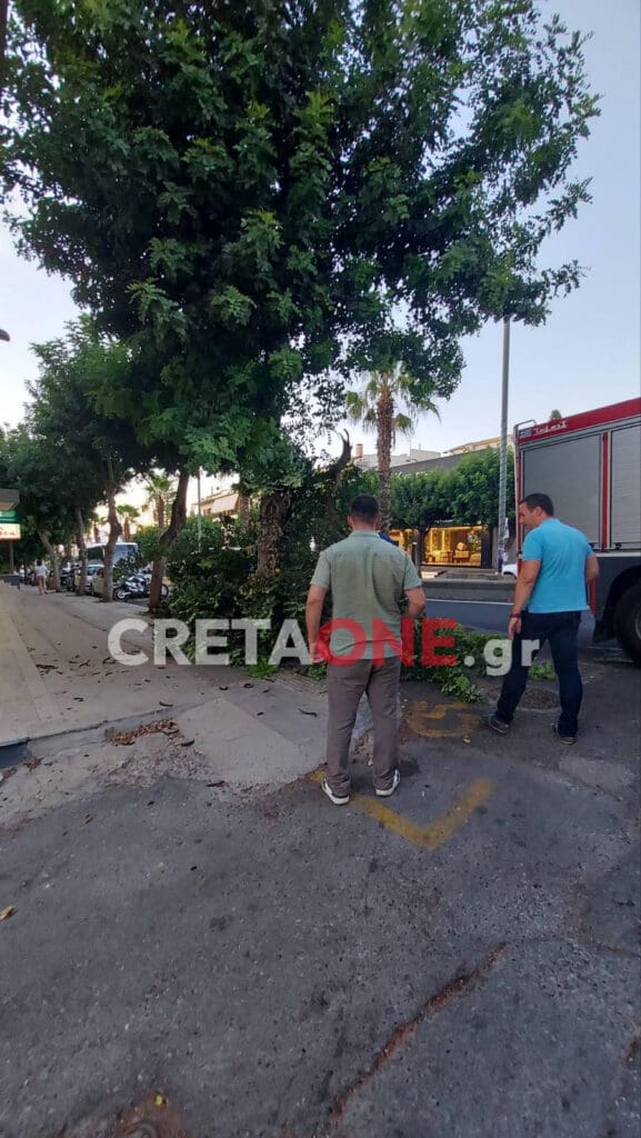 Κνωσσού δέντρο