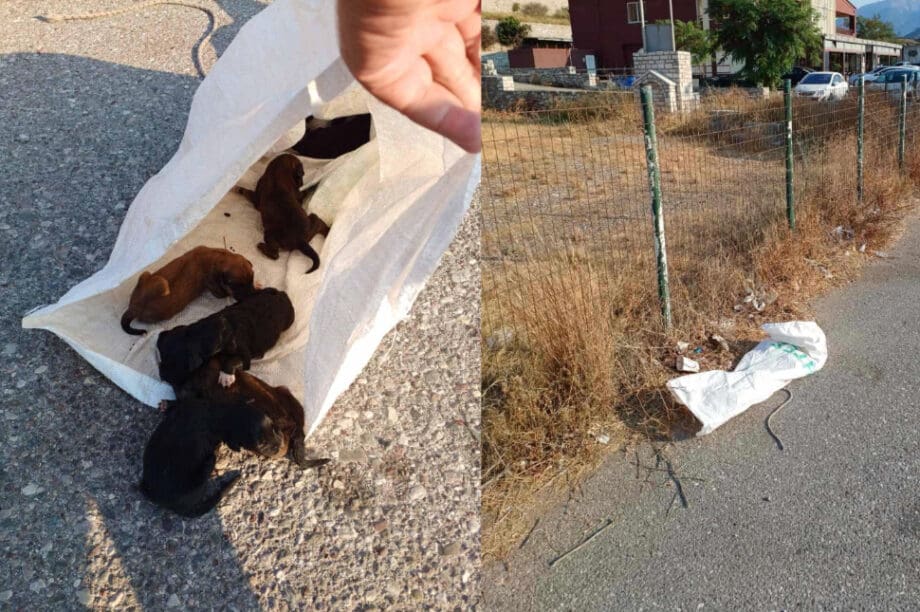 κουτάβια ναύπακτος