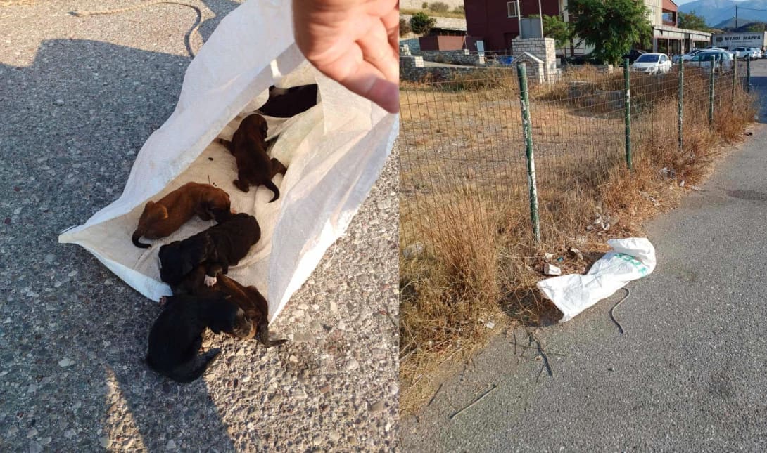 κουτάβια ναύπακτος