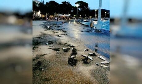 νεκρά ψάρια Βόλος