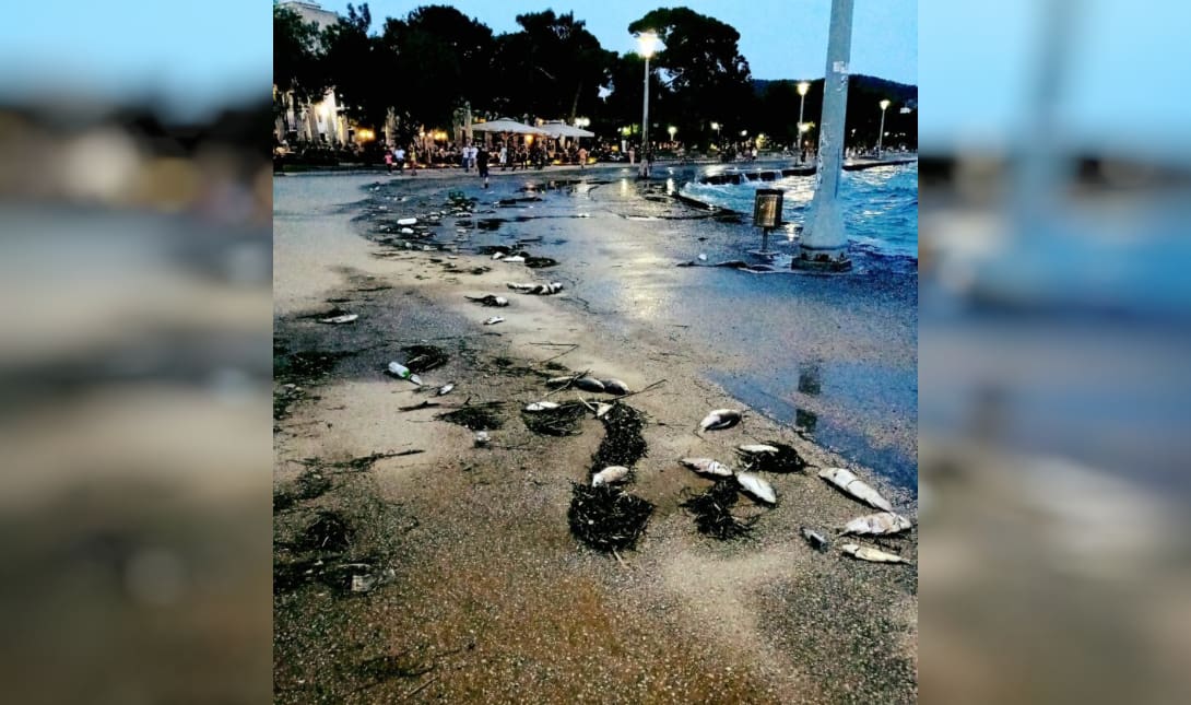 νεκρά ψάρια Βόλος