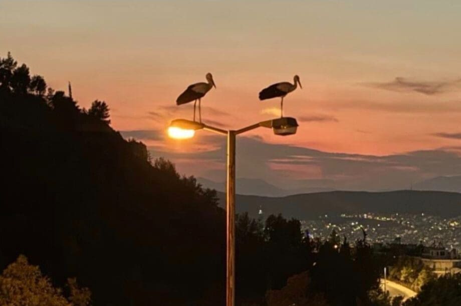 πελαργός