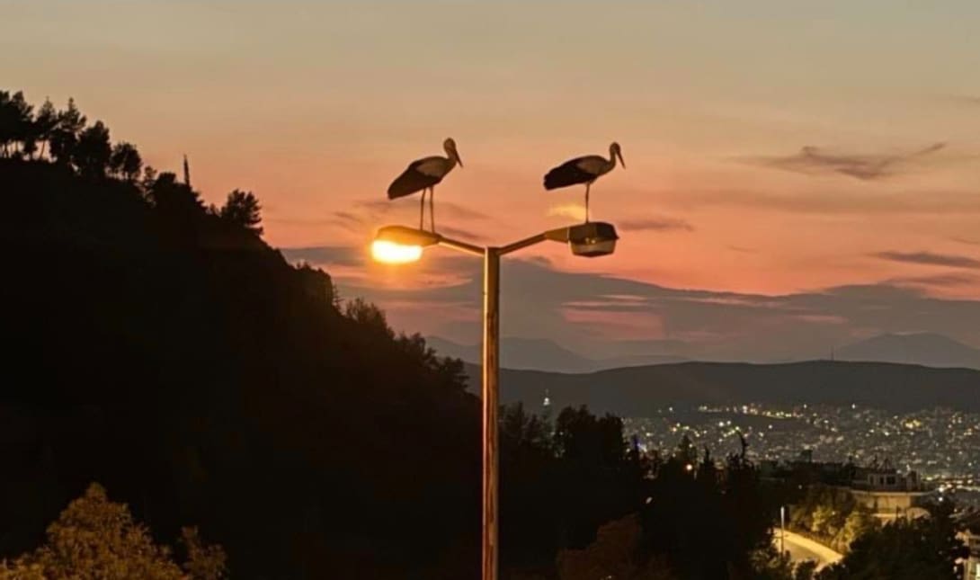 πελαργός