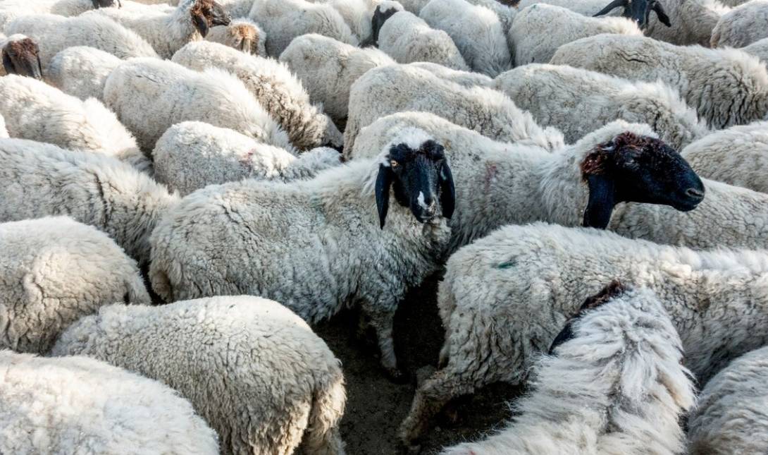 πρόβατα κτηνοτρόφους