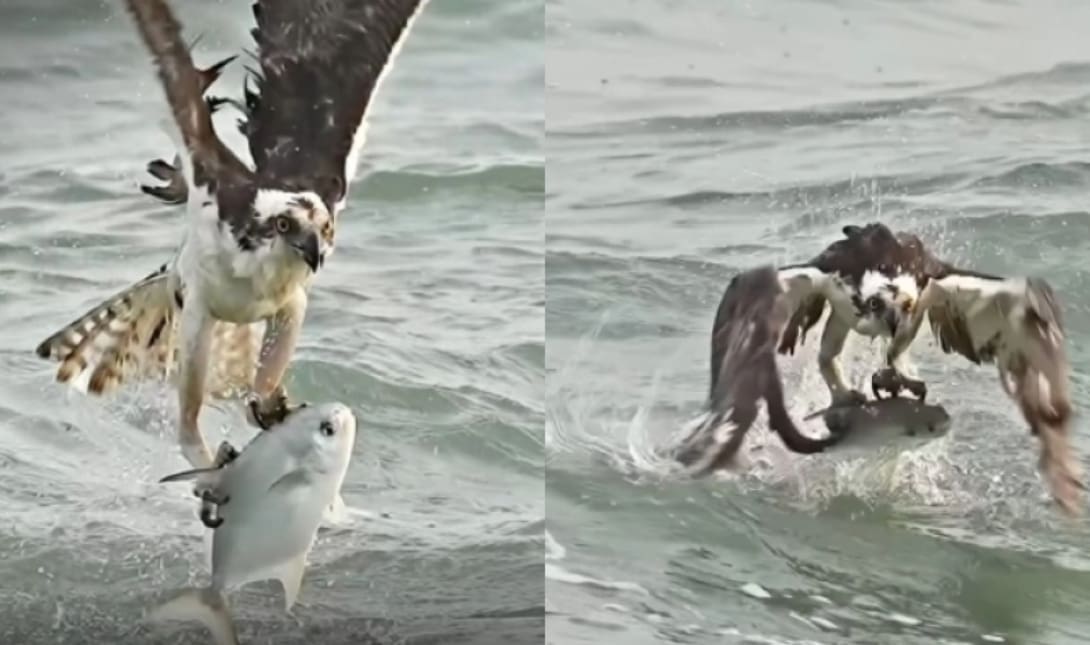 ψαραετός