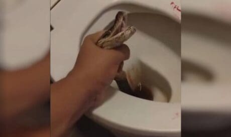πύθωνας