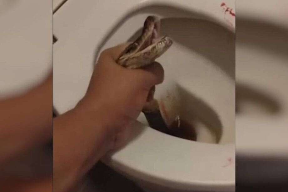 πύθωνας