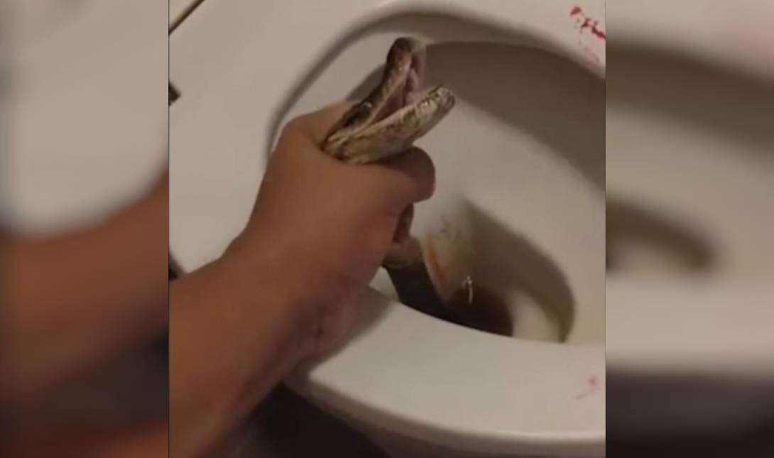 πύθωνας