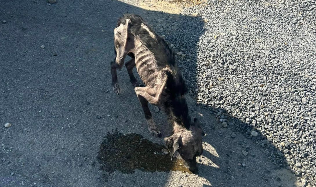 Σκύλος
