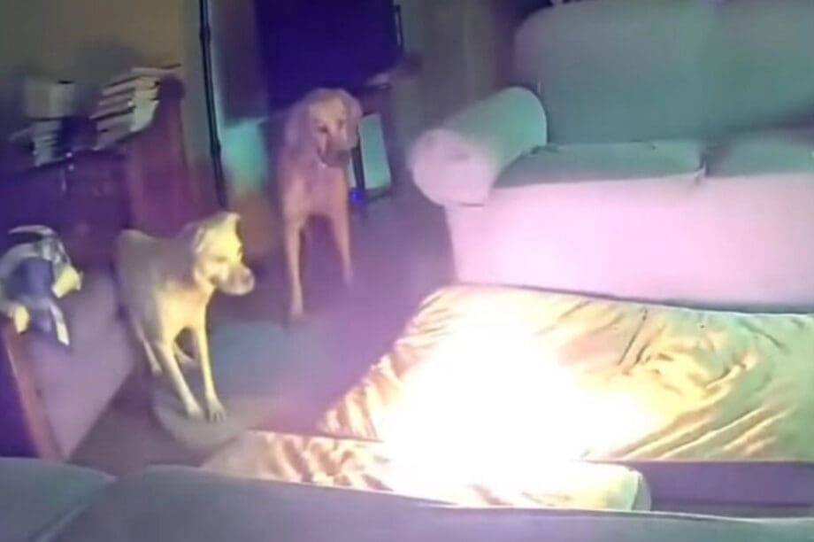 Σκύλος