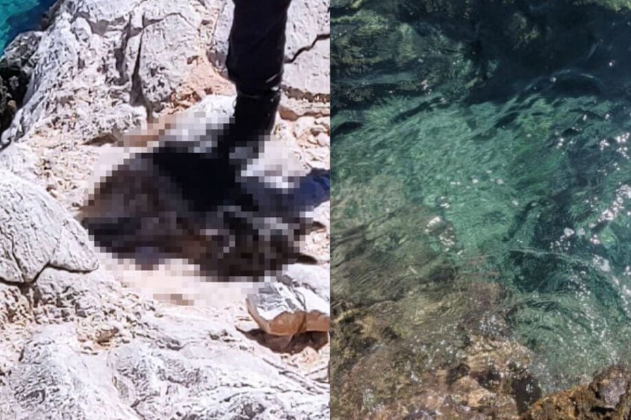 σκύλος
