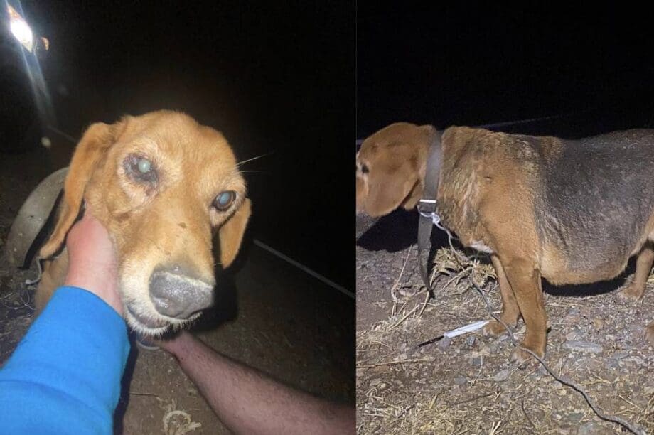 σκύλος τουρίστας