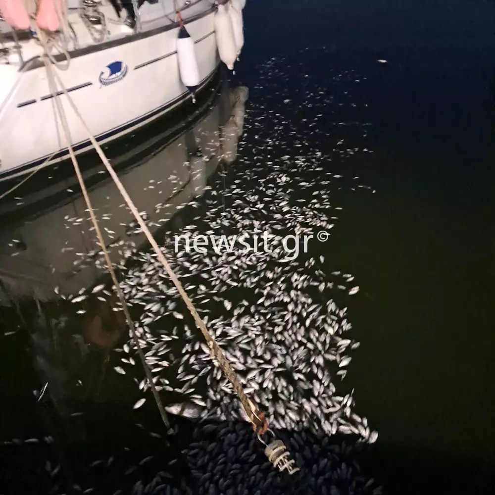 βόλος ψάρια