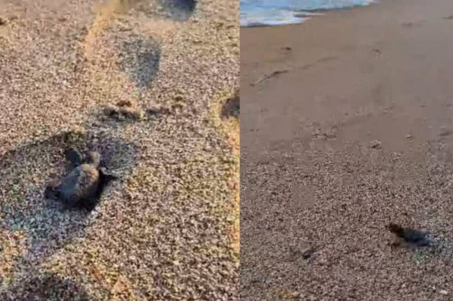 χελώνα Πλατανιάς