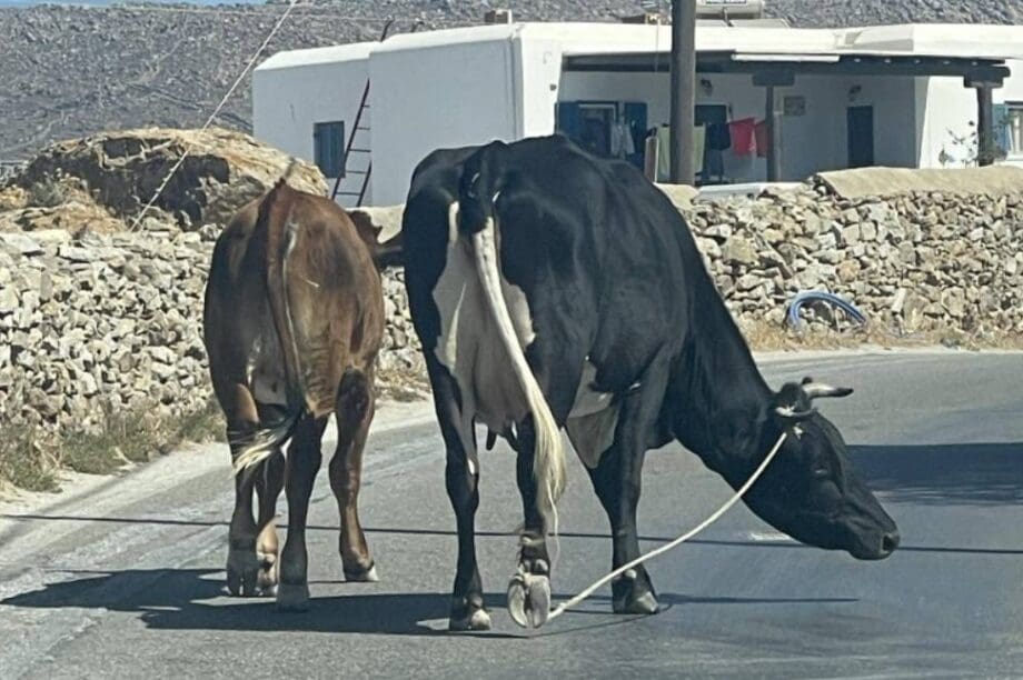 αγελάδα Μύκονος