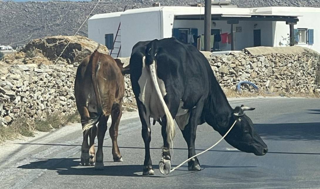 αγελάδα Μύκονος