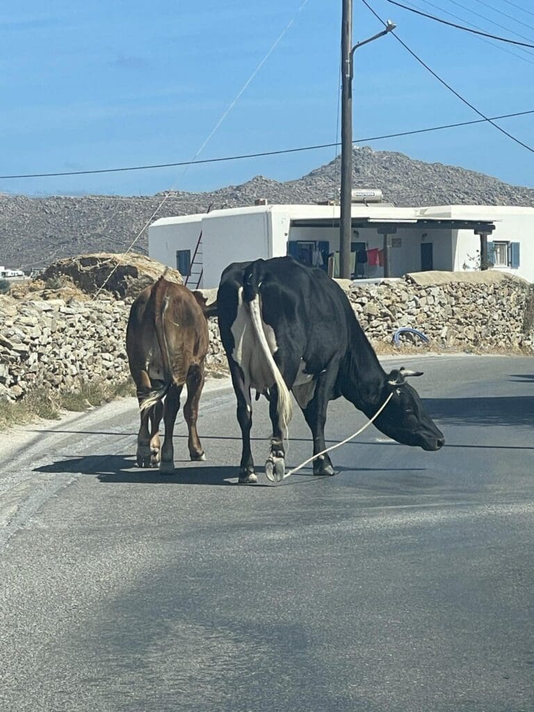 αγελάδα Μύκονος