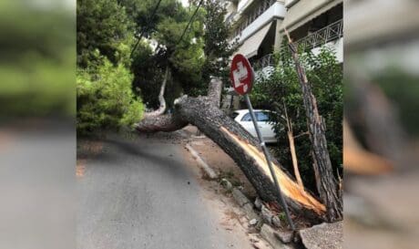 δέντρο