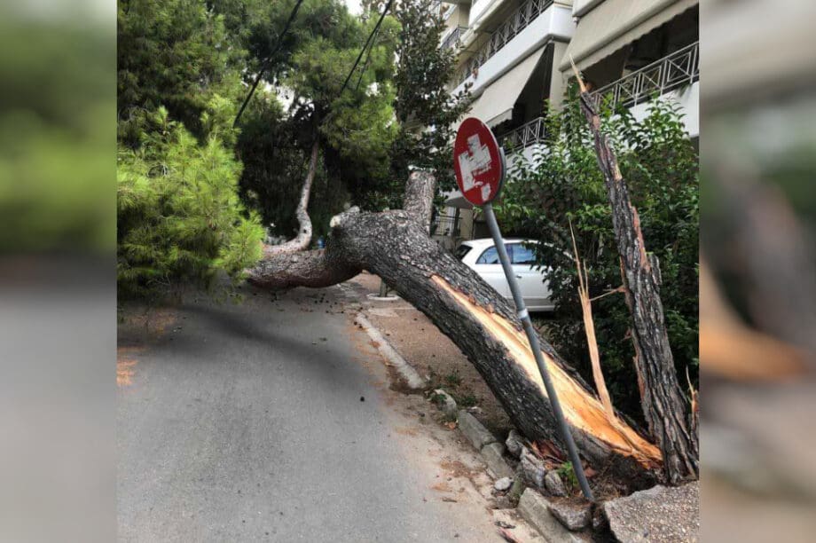 δέντρο