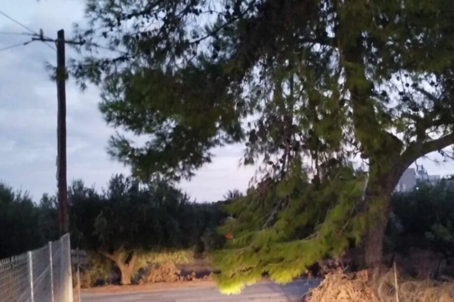 δεντρο