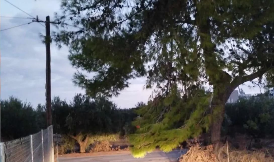 δεντρο