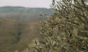 Όσοι έχουν ελιές κινδυνεύουν με πρόστιμα έως 5.000 ευρώ – Ποιες είναι οι αλλαγές από φέτος
