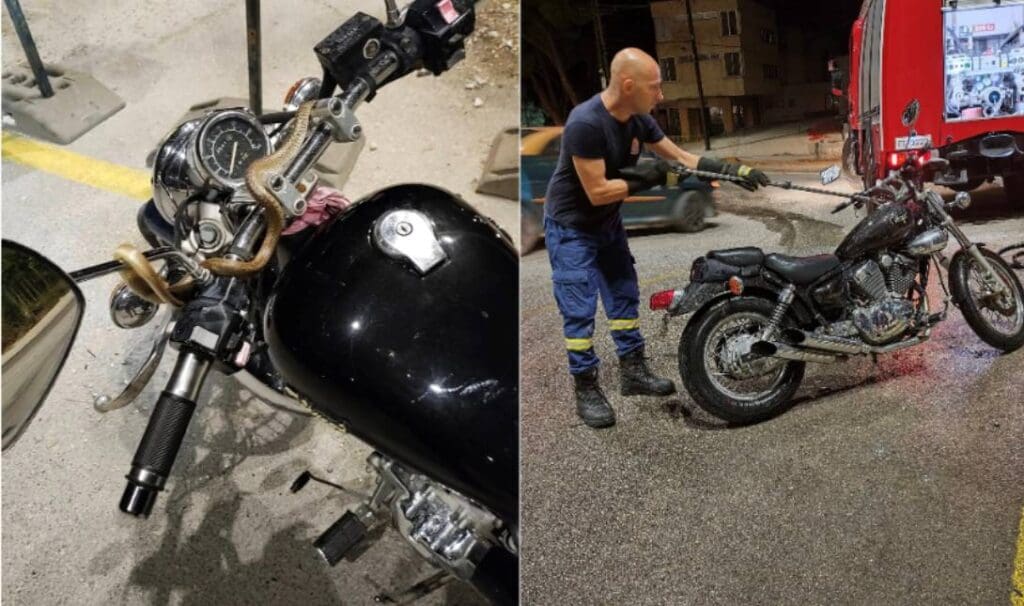 Φίδι Ηγουμενίτσα