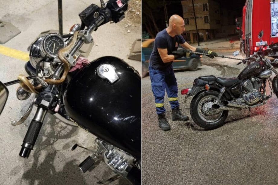 Φίδι Ηγουμενίτσα