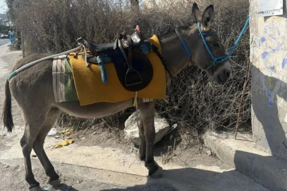 γαϊδούρι Σαντορίνη