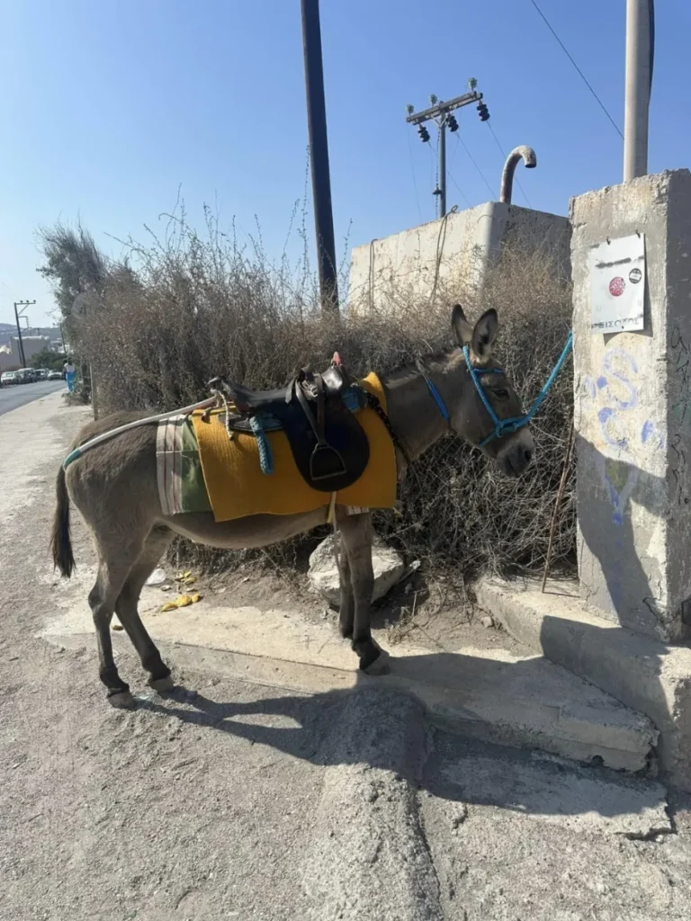 γαϊδούρι Σαντορίνη