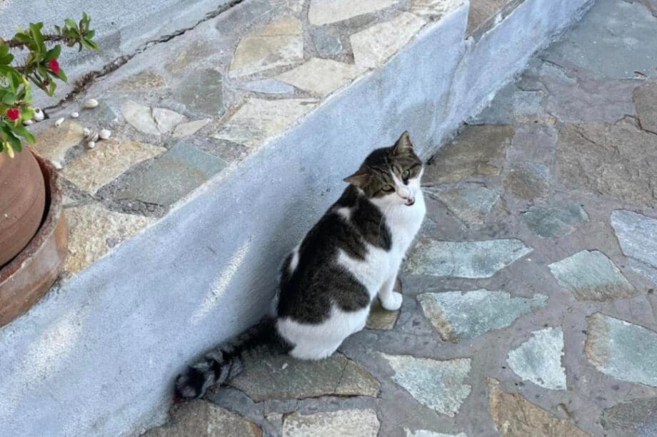 γατα