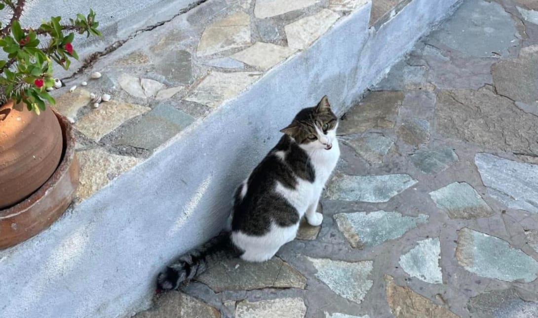 γατα