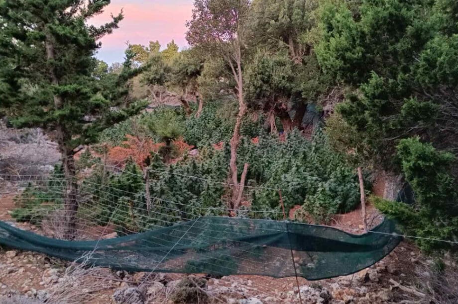 φυτεια κανναβης