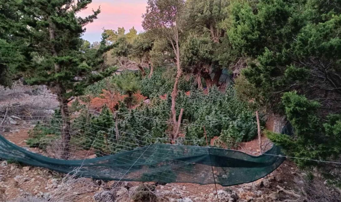 φυτεια κανναβης