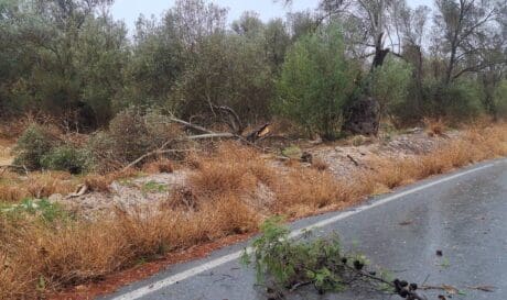 Μεσαρά: Έπεσαν μεγάλα κλαδιά δέντρων στο δρόμο Μοίρες – Τυμπάκι