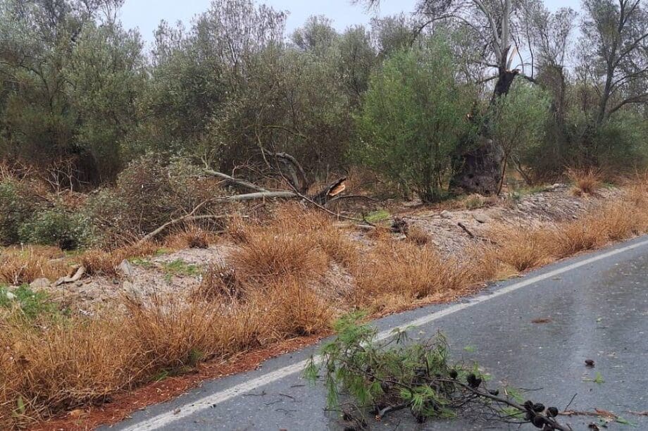 Μεσαρά: Έπεσαν μεγάλα κλαδιά δέντρων στο δρόμο Μοίρες – Τυμπάκι