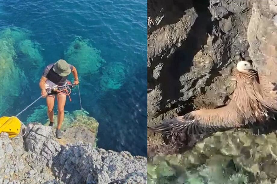 όρνιο Ρέθυμνο