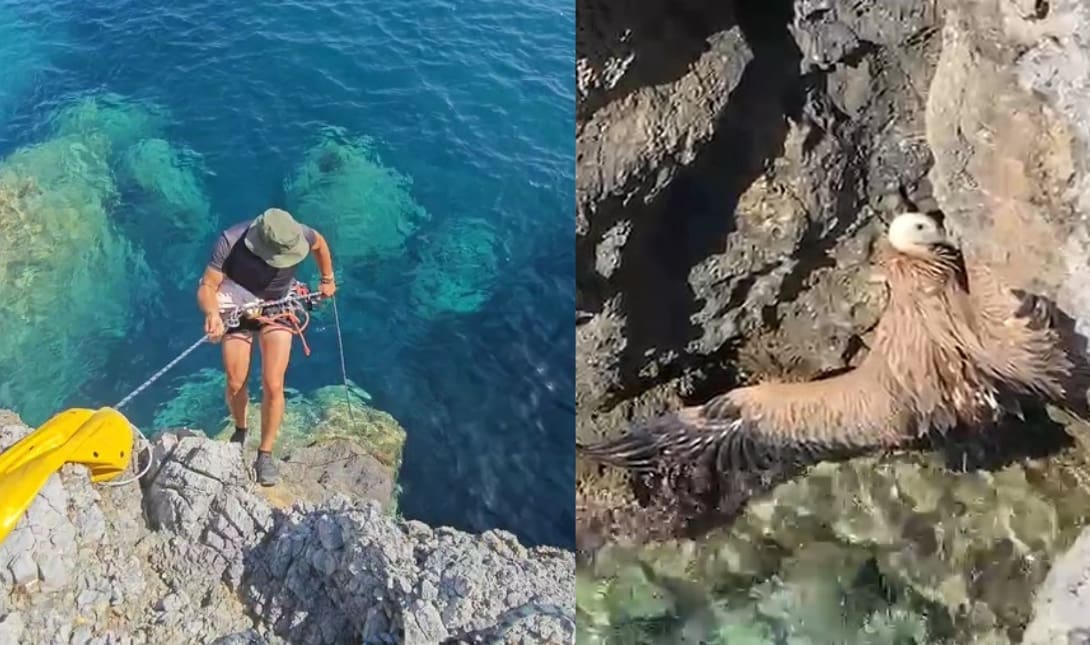 όρνιο Ρέθυμνο