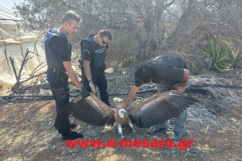 Μεσαρά: Όρνιο εντοπίστηκε στο δρόμο Κόκκινος Πύργος – Αγία Γαλήνη