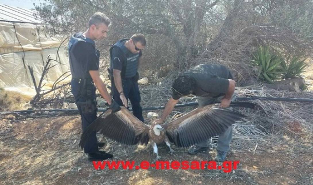 Μεσαρά: Όρνιο εντοπίστηκε στο δρόμο Κόκκινος Πύργος – Αγία Γαλήνη