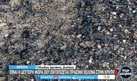 Λασίθι: Εντοπίστηκε ένα σπάνιο είδος χελώνας
