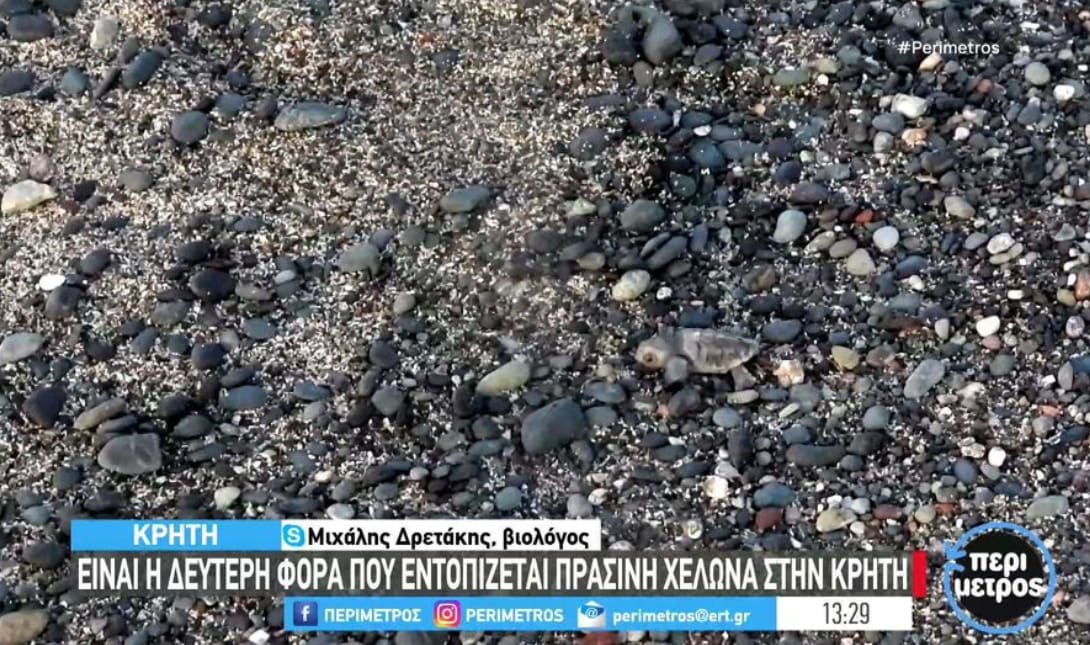 Λασίθι: Εντοπίστηκε ένα σπάνιο είδος χελώνας