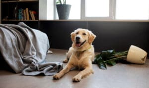 Πρόστιμα «μαμούθ» σε εταιρείες ζωοτροφών