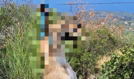 τσακάλι